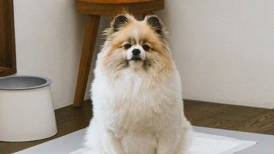 페스룸 논슬립? 후회는 없을 거예요! 💖